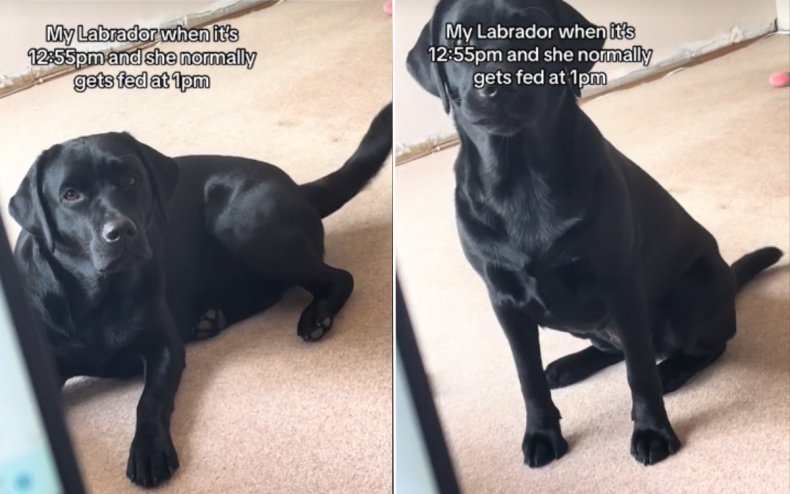 Lola the Labrador has a unique routine.