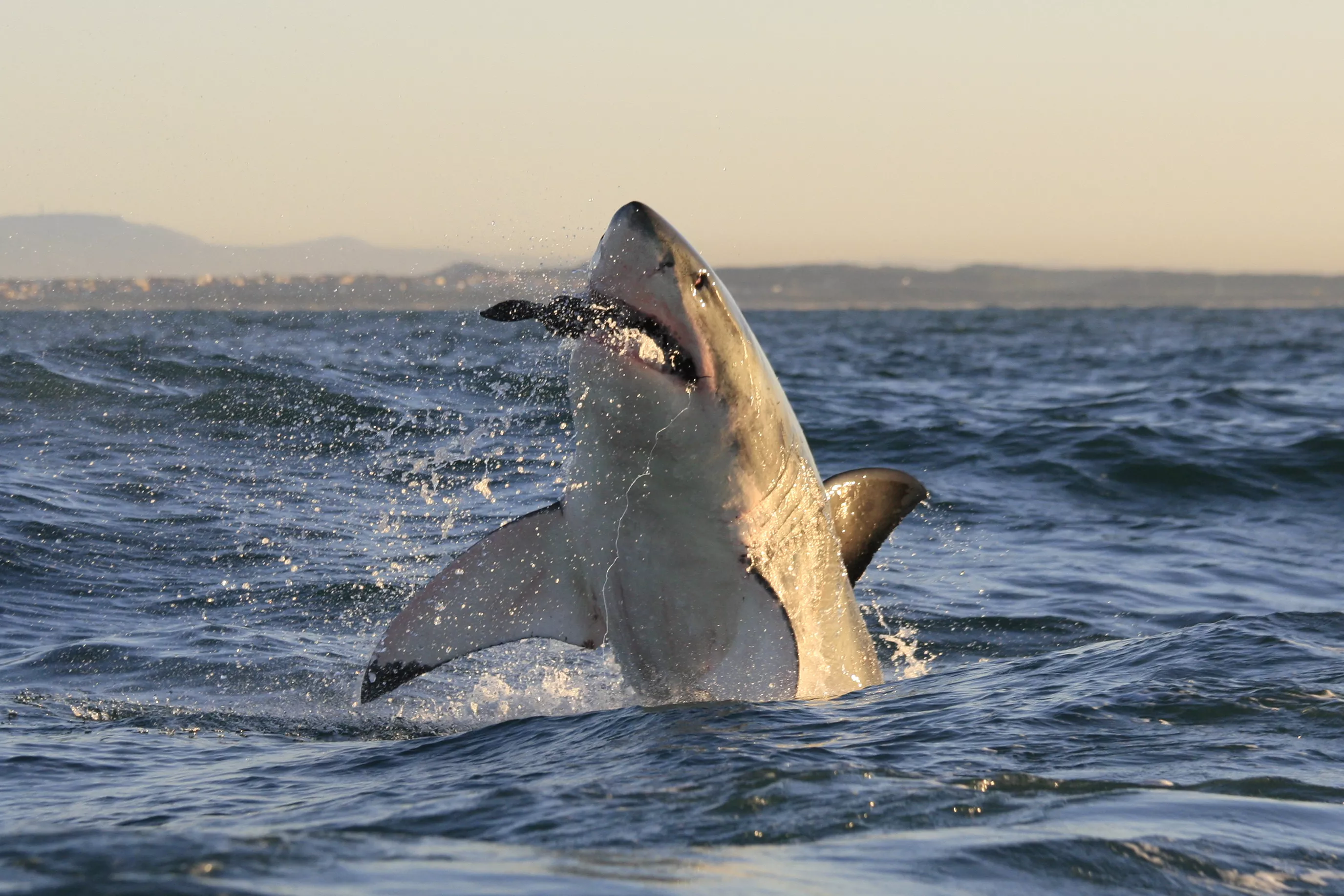 Great White Sharks Are Moving to More American Beaches - Vimarsana News