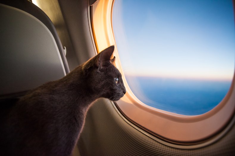 Cat on a plane looking out the window.