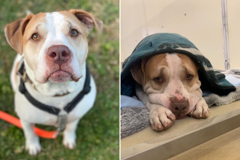 Dog waited 1350 days