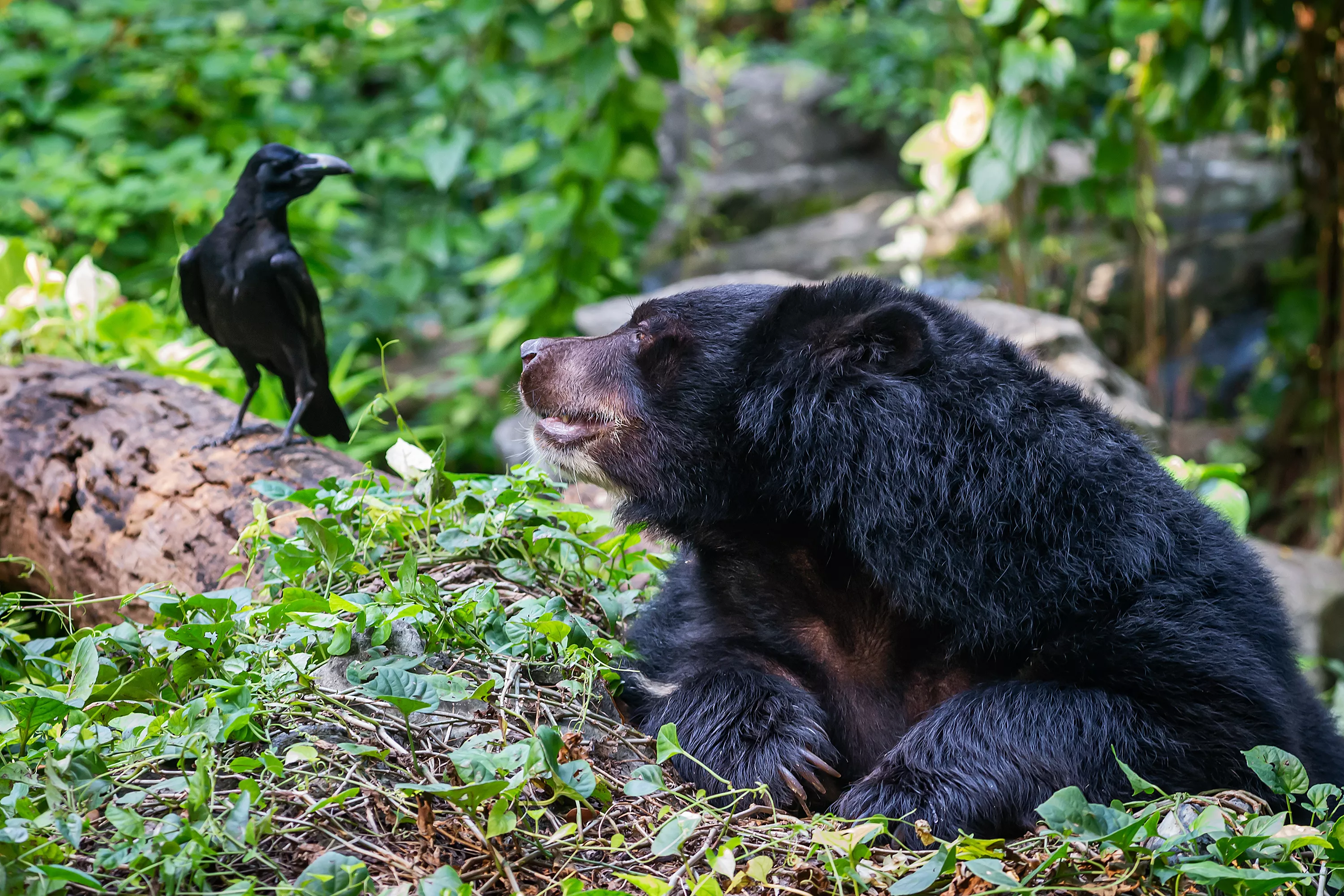 Bears Are Smarter Than Scientists Expected - Vimarsana News