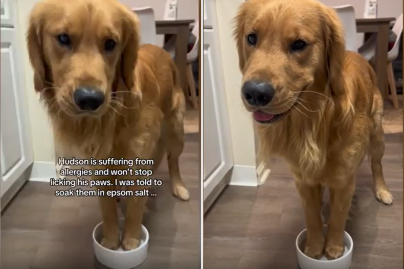 Hudson standing in a bowl of water