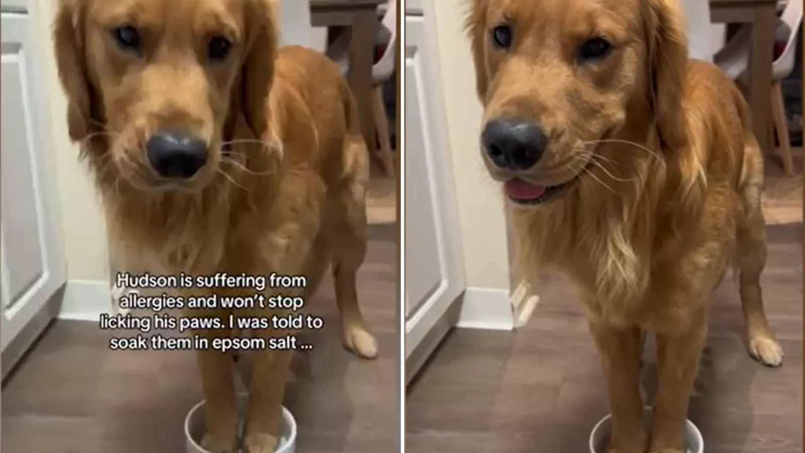 Watch How Golden Retriever Who Hates the Bath Deals With His Allergies