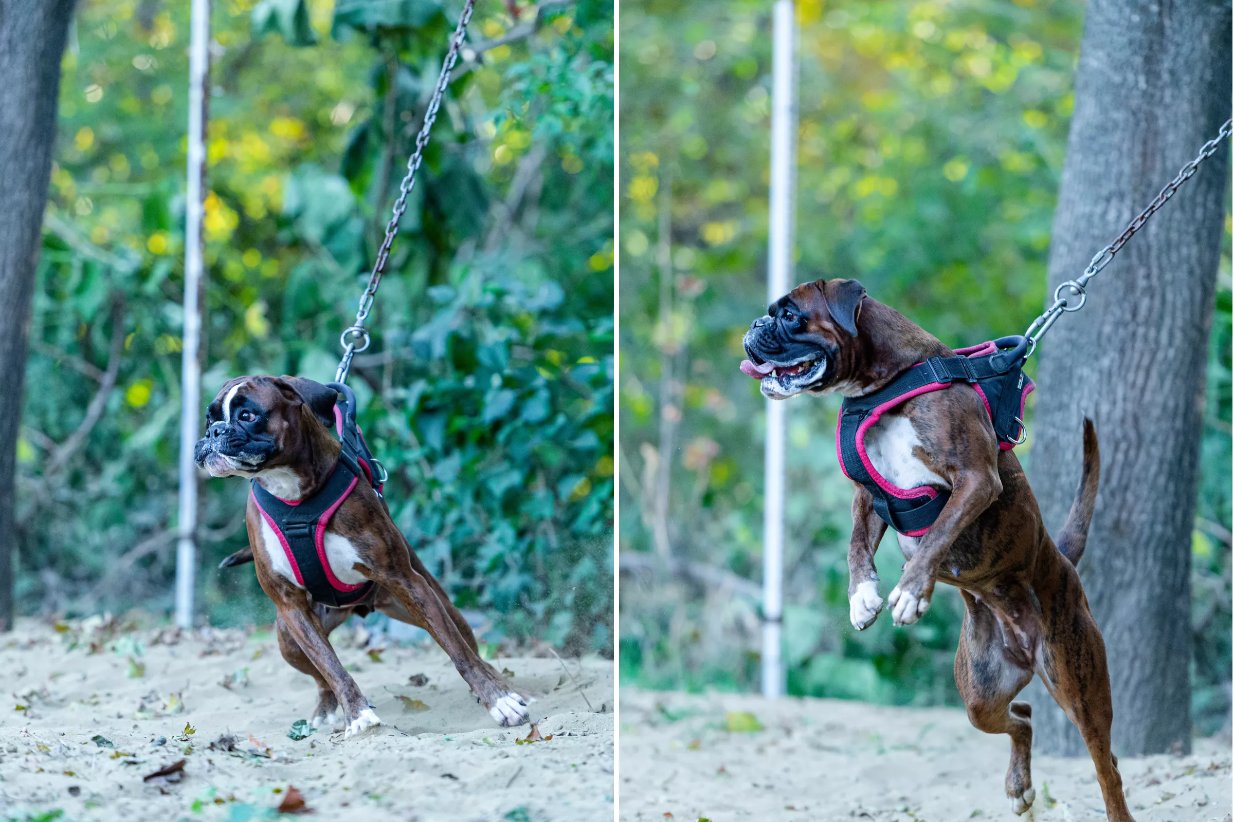Internet in Hysterics at Rescue Dog Who Will Only Walk on 'His Terms' - Vimarsana News