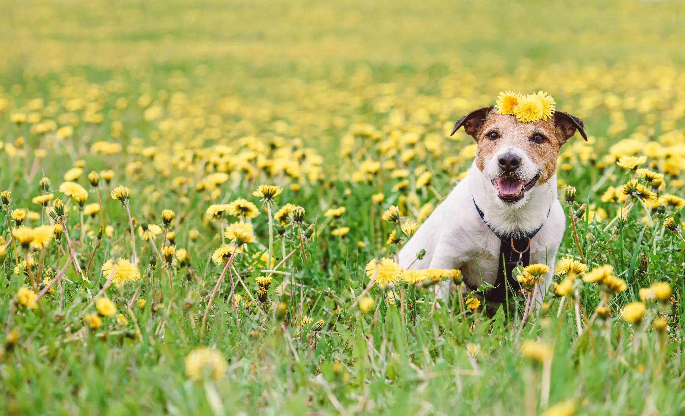 How Much Benadryl Can I Give My Dog? (Plus Dosage Chart) - Vimarsana News