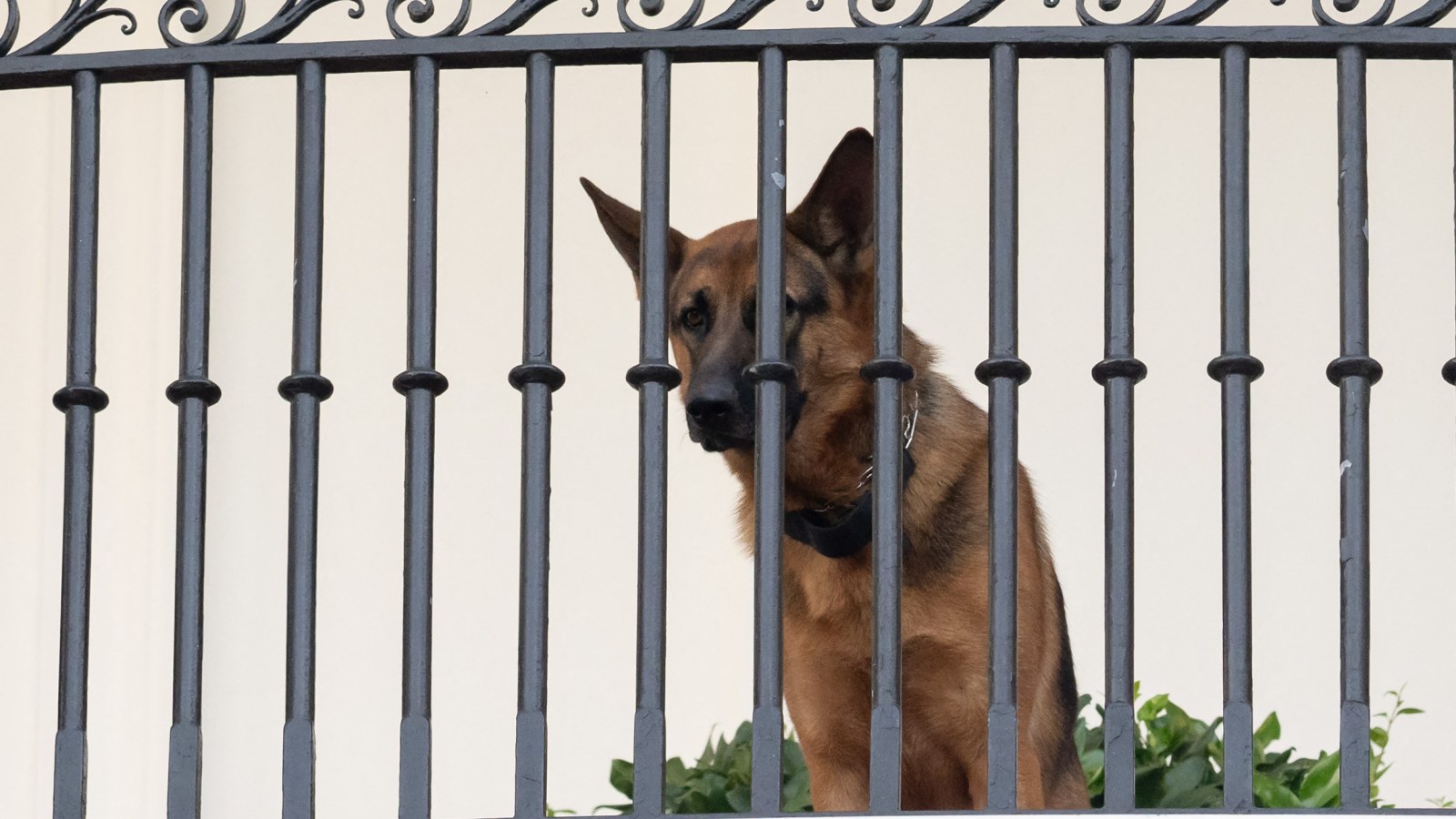 Biden's dog, Commander