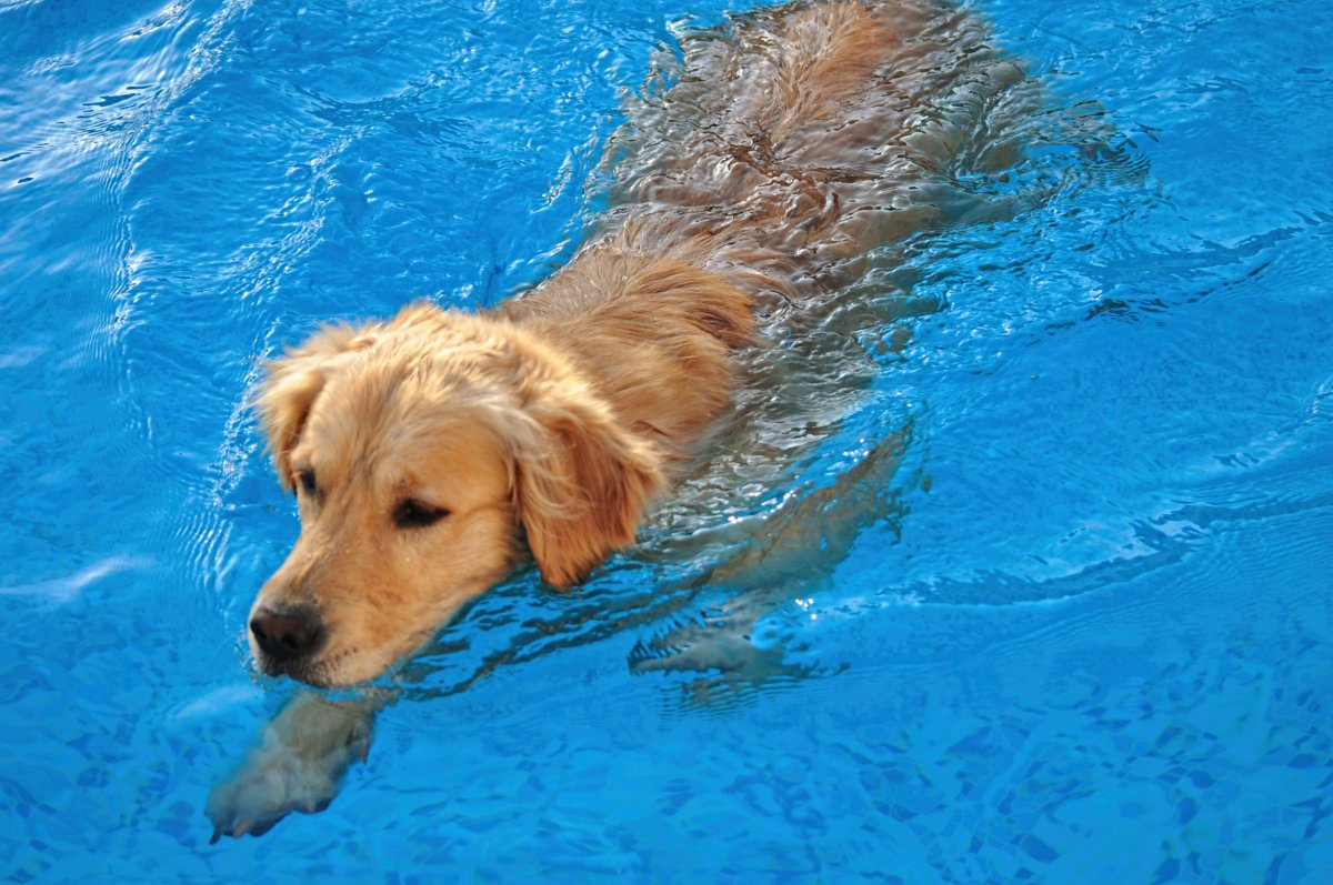 Golden retriever in a pool.