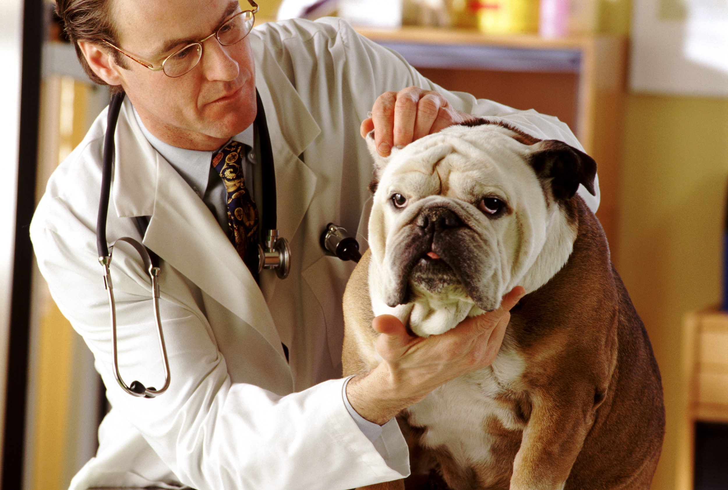 Children's benadryl best sale dosage for dogs