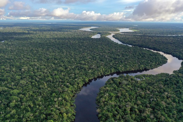 The Amazonian rainforest