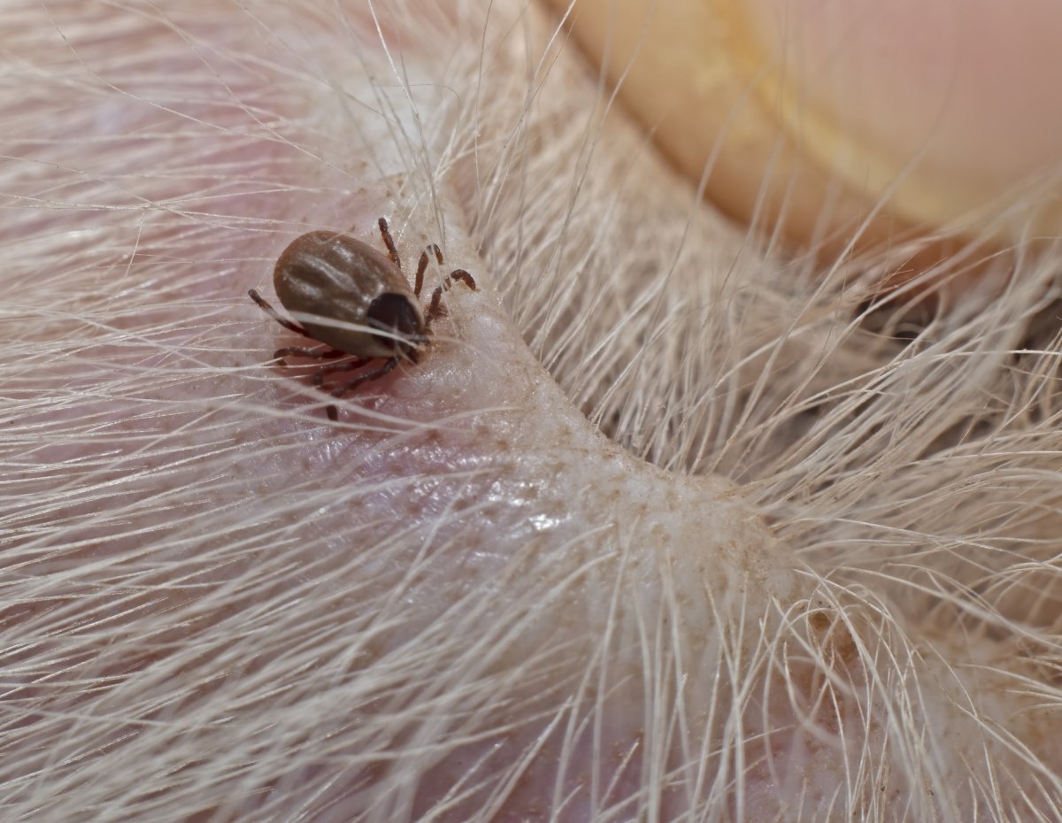 How To Safely Remove a Tick from Your Dog - Newsweek