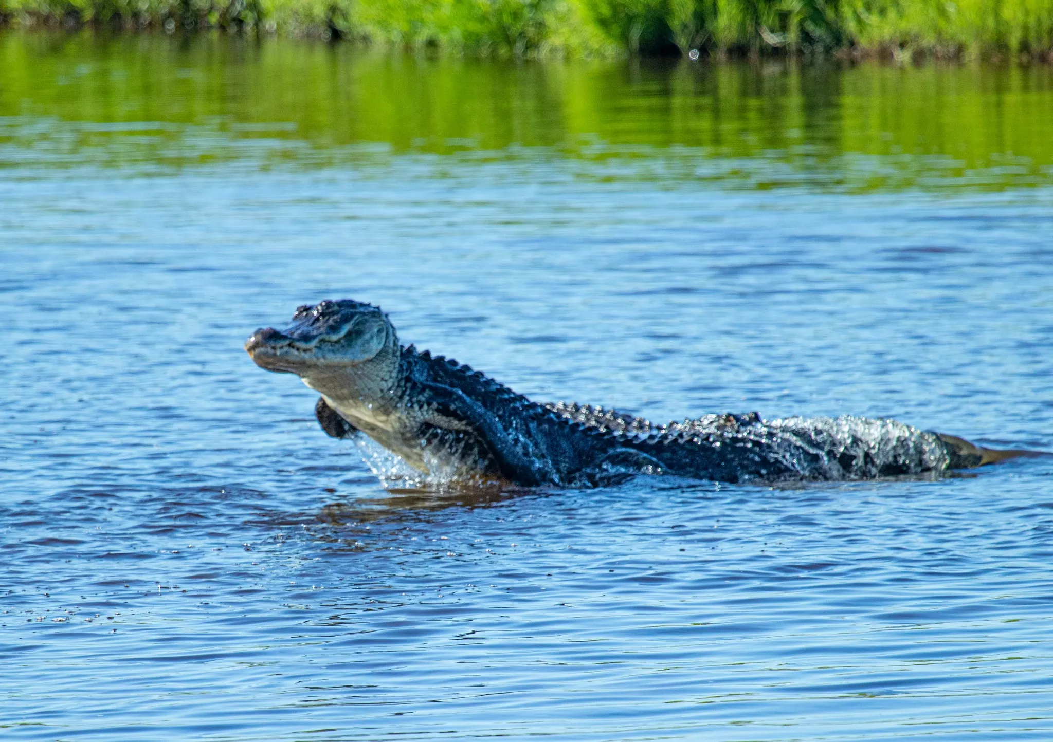 Alligator Bursts From Lake, Launches Itself at Fish: Photos - Vimarsana News