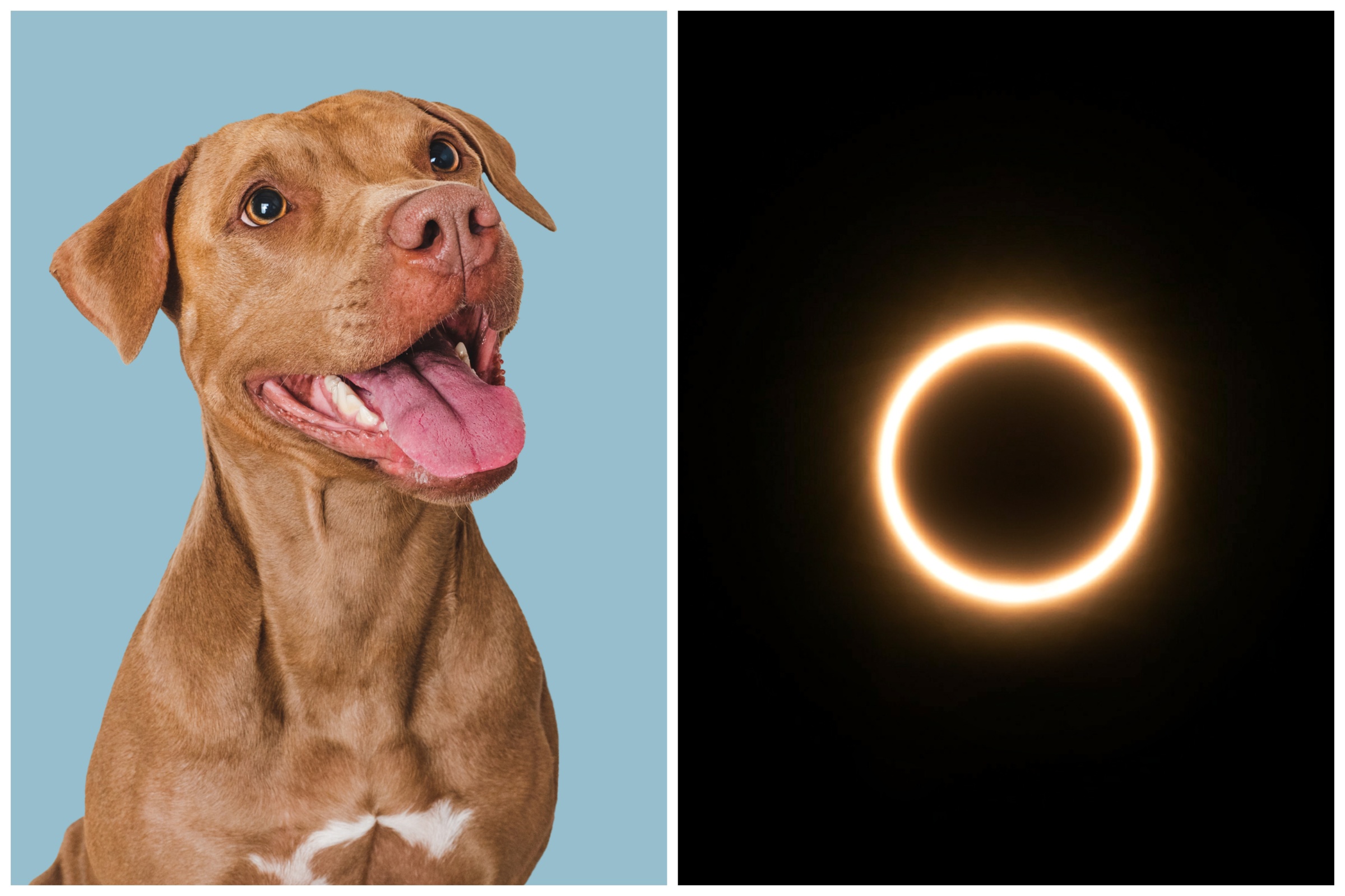 What Lunar Animal Is 2025 Eclipse Staci Elladine