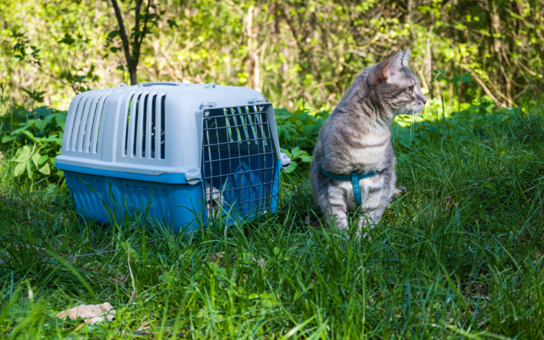 A cat next to a pet carrier.