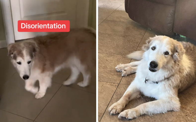 Sasha struggled with dog dementia.