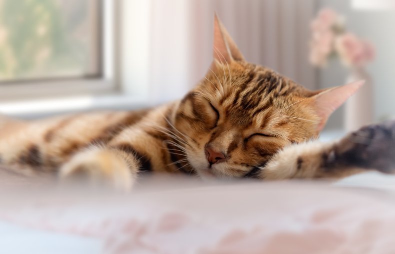 A Bengal cat sleeping on bed.