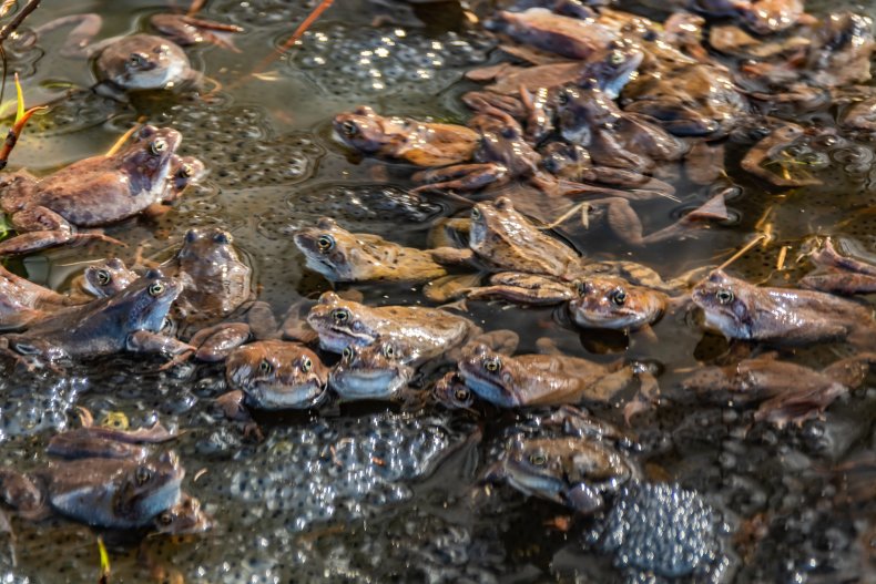 frog swarm