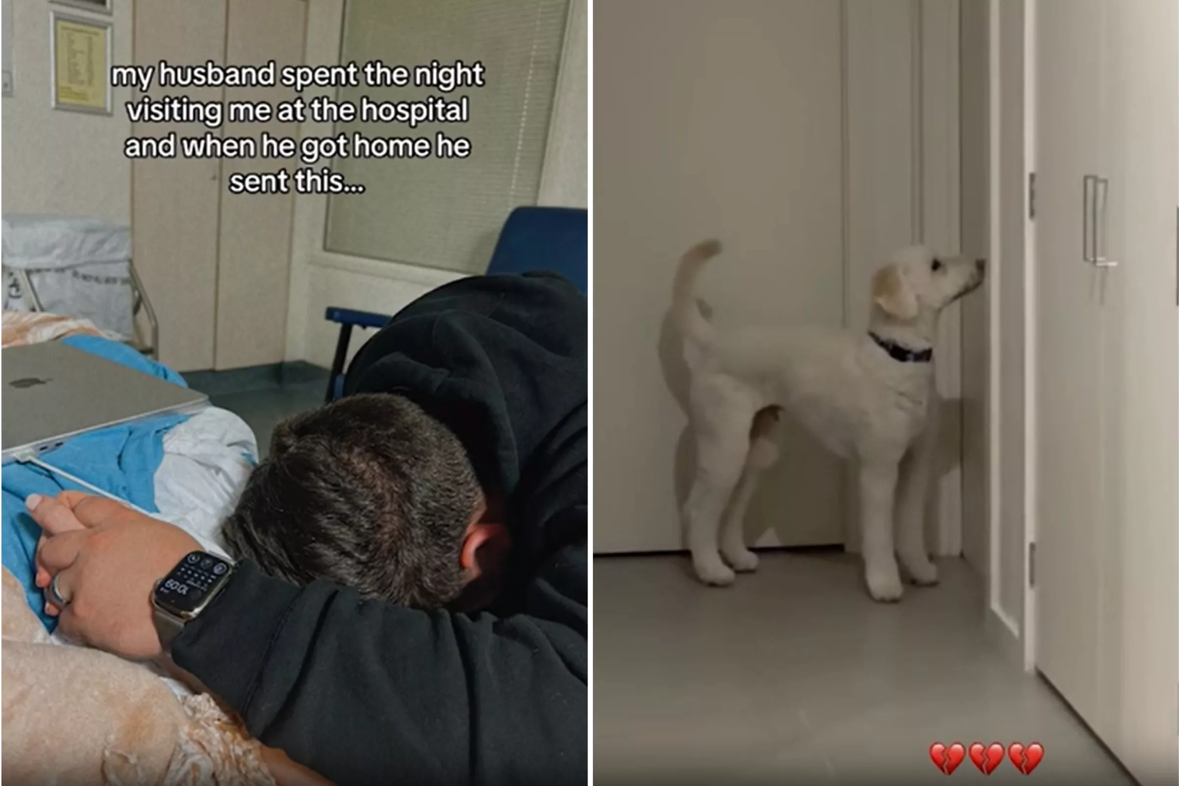 Dog Unaware Owner Is in Hospital Filmed Frantically Looking for Her at Home - Vimarsana News