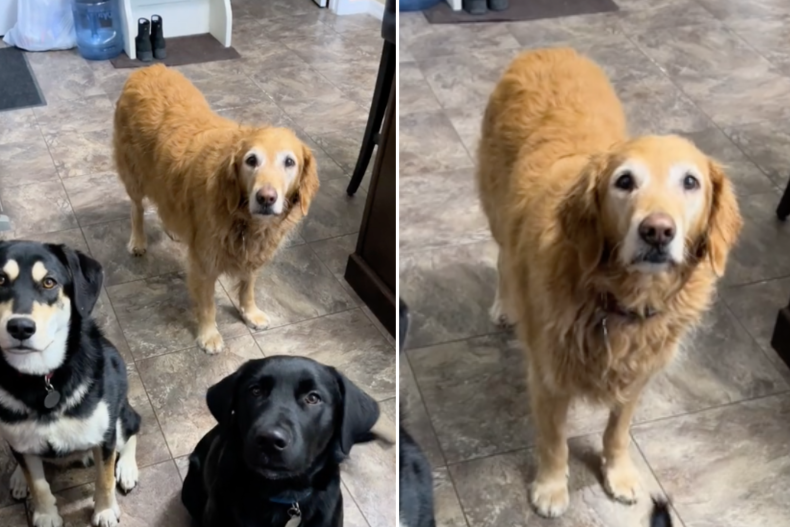 Senior Golden