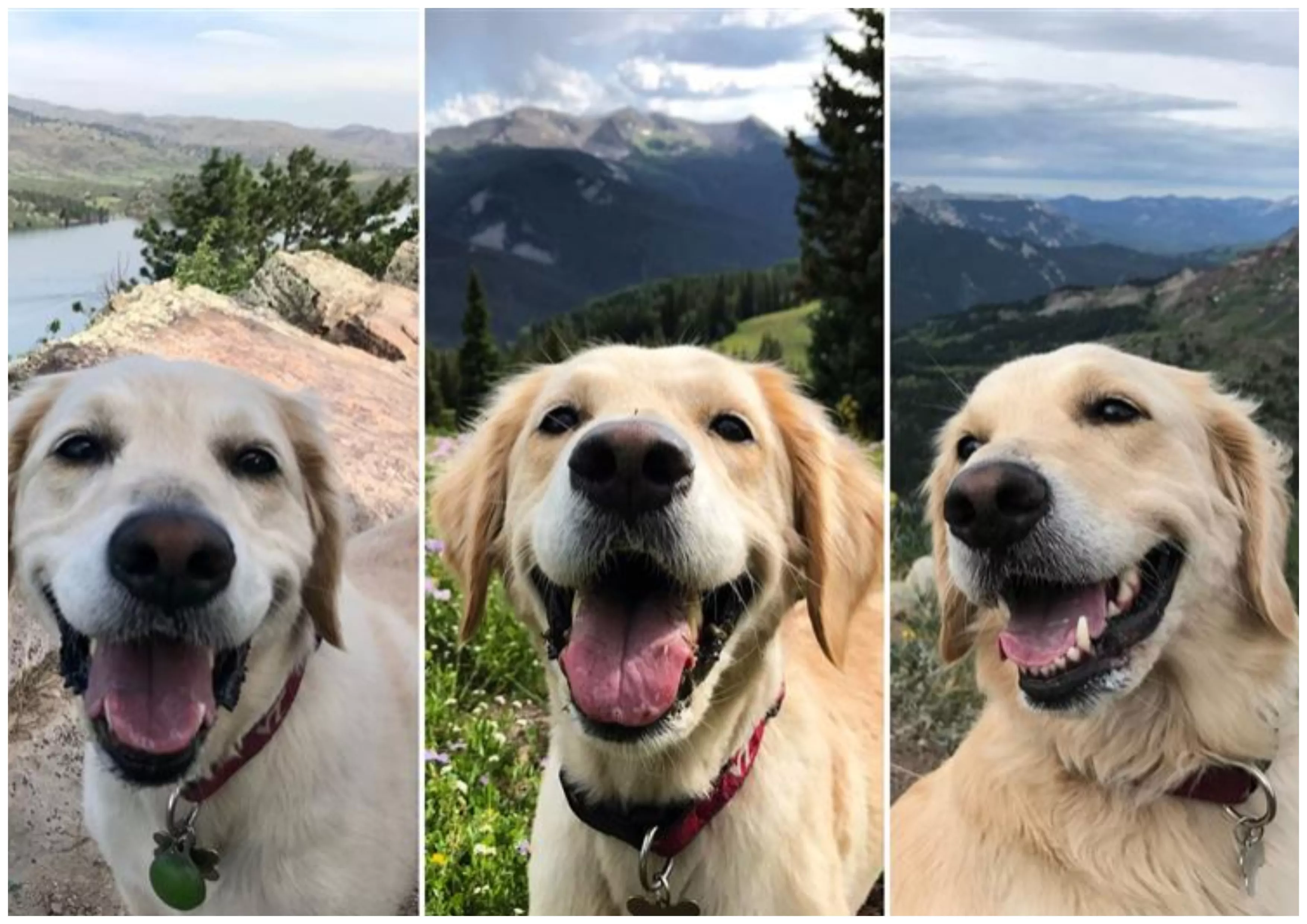 The 'Only View' Golden Retriever Cares About Moves Internet to Tears - Vimarsana News