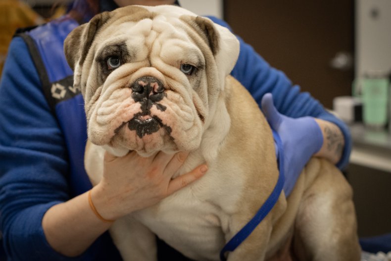 Bulldog