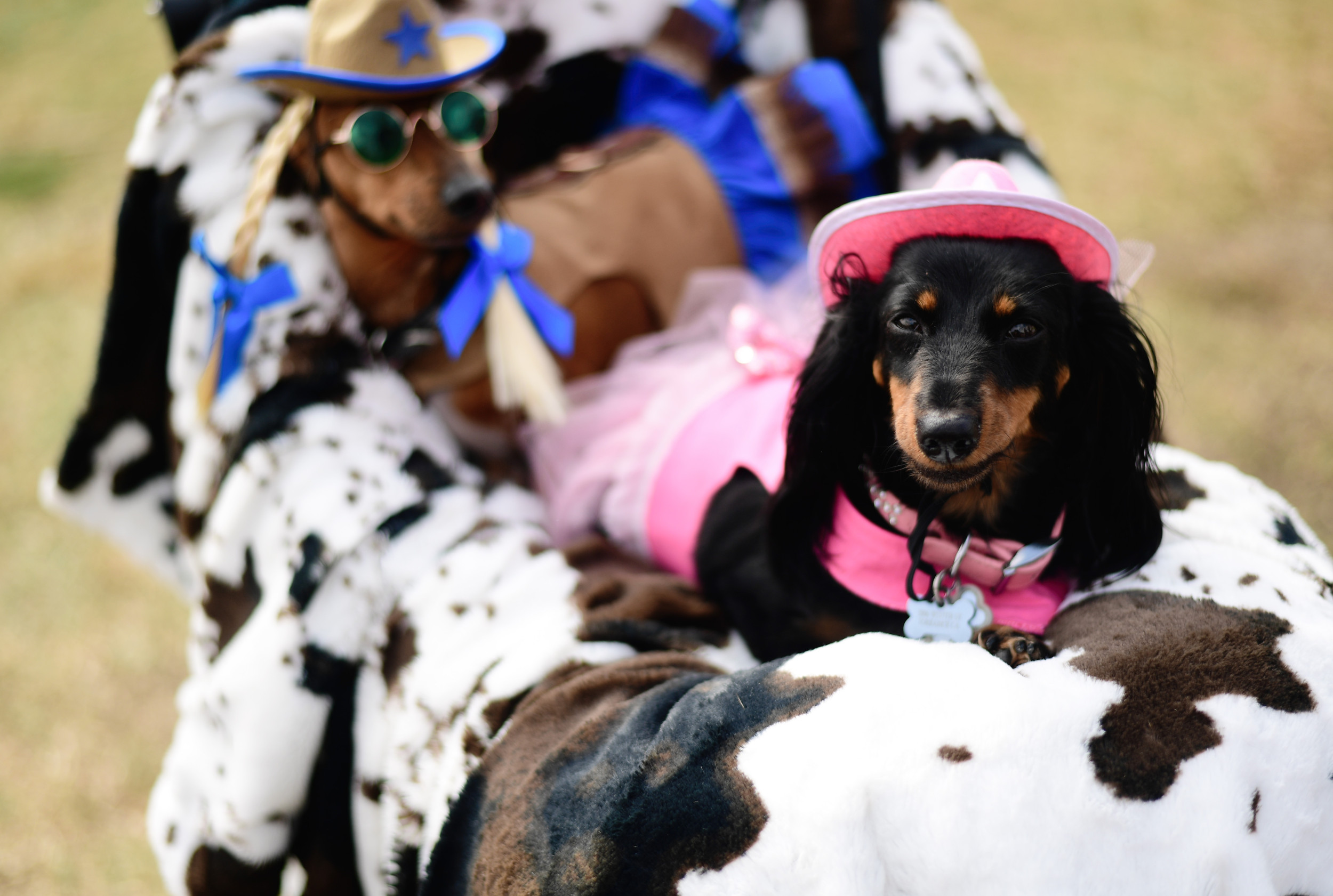 These Are the Most Popular Pet Halloween Costumes