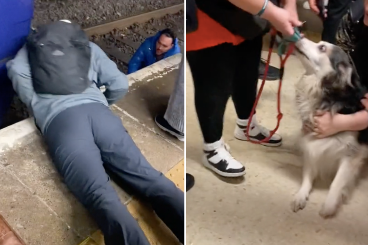 Dog rescued from rail tracks