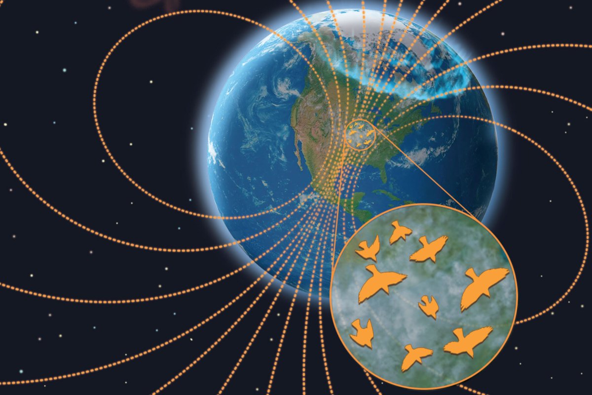 bird migration and magnetic field