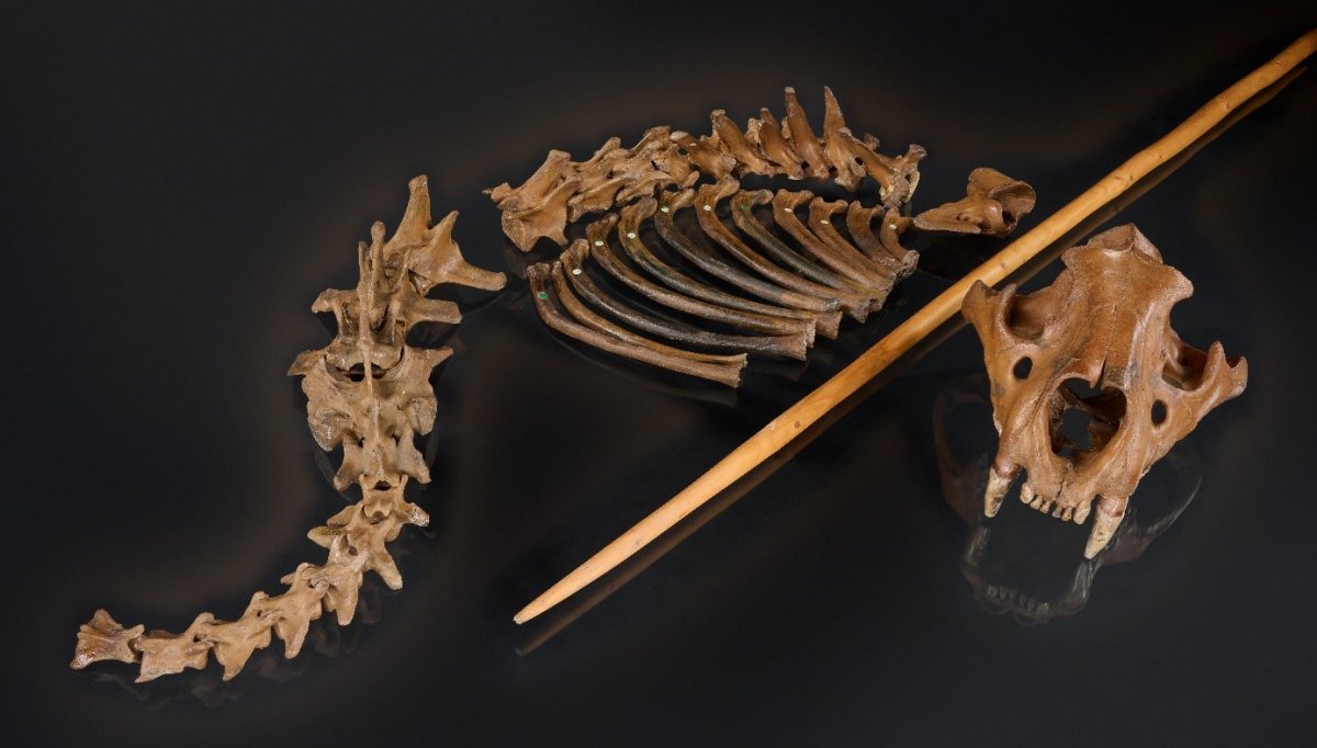 The skeleton of a cave lion