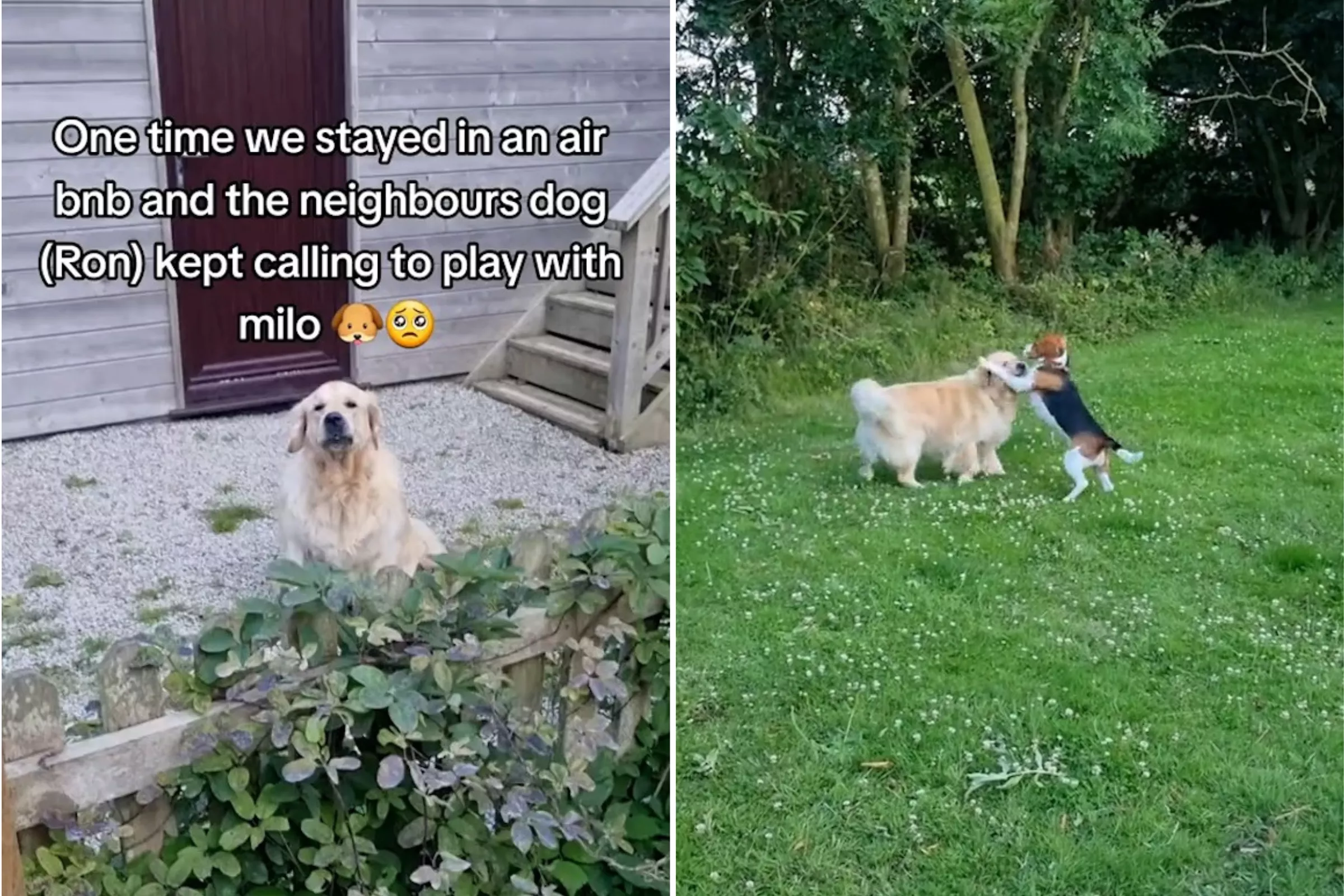 Dog Befriending Golden Retriever Next Door During Airbnb Stay Melts Hearts - Vimarsana News