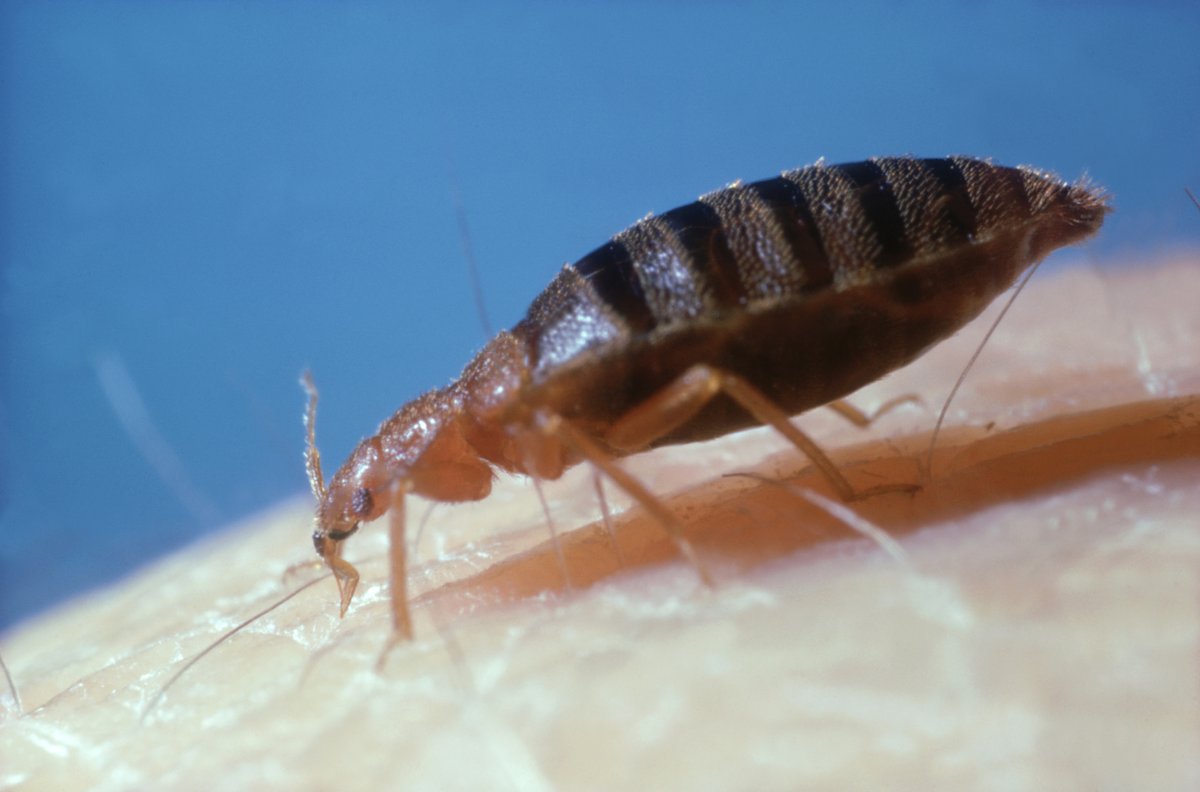 Bed bug on skin