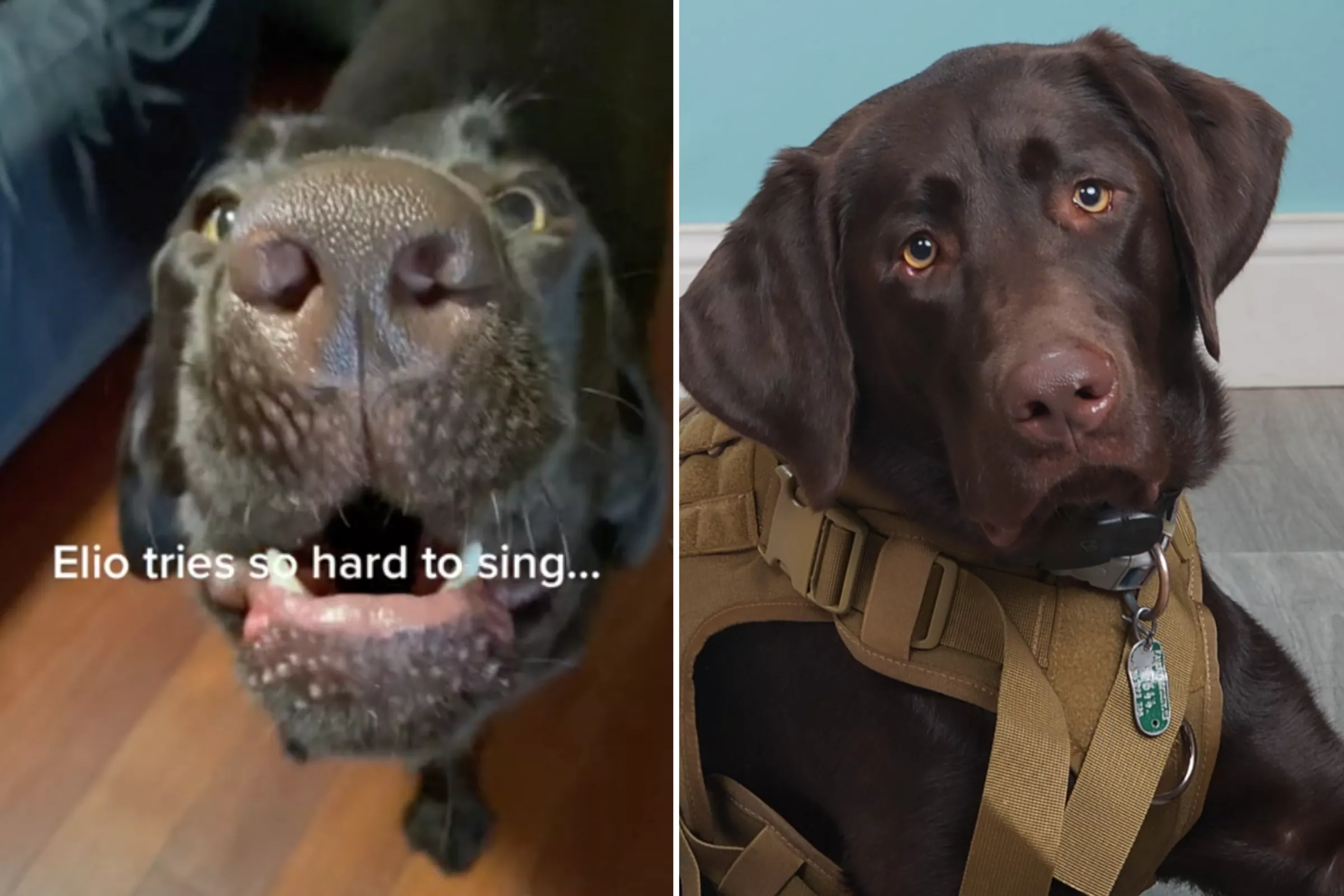 Labrador Trying Very Hard To Sing Wins Pet of the Week - Vimarsana News