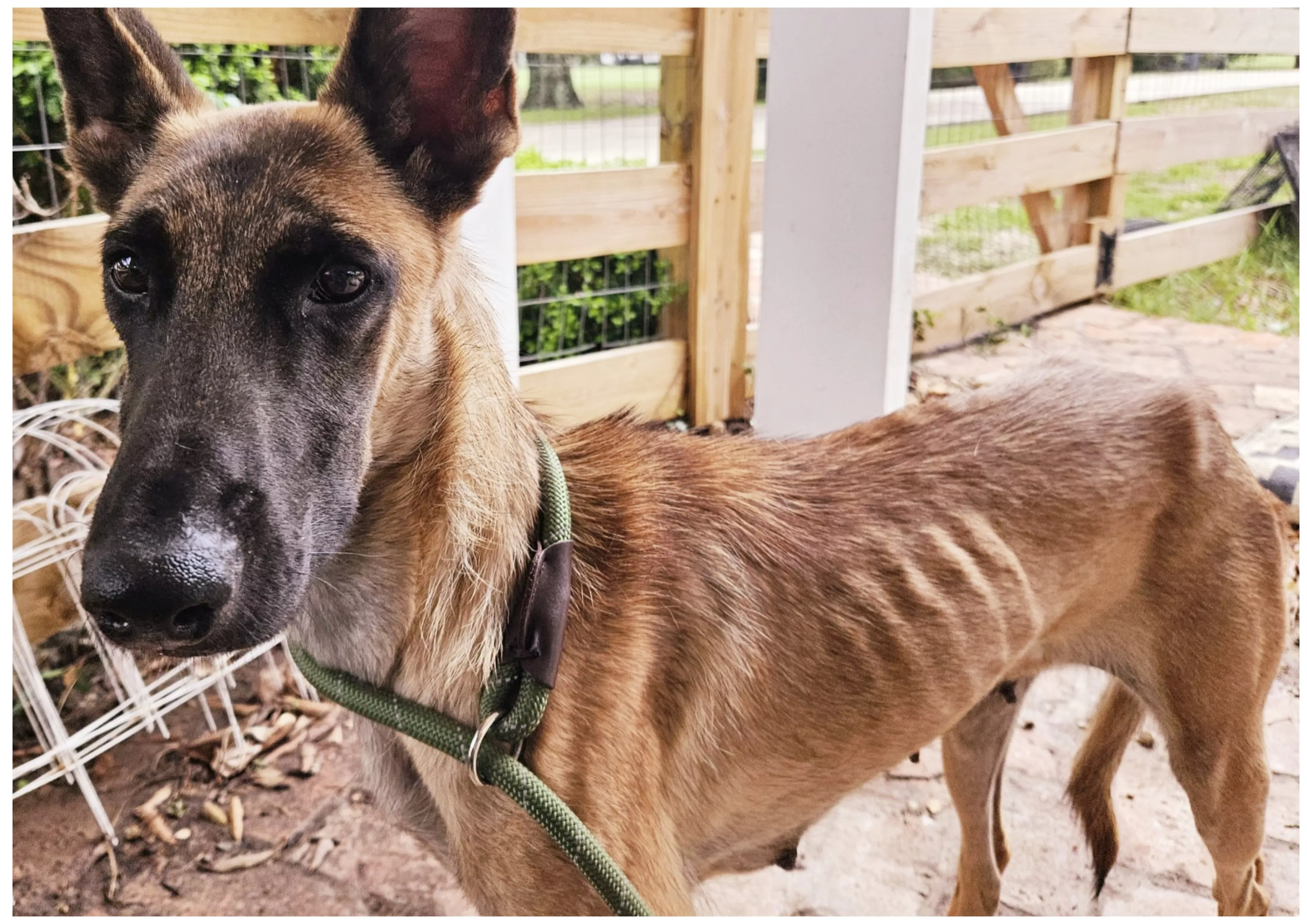 Starving Dog Found Dumped in Texas Ditch Refused to Leave Paralyzed Friend - Vimarsana News