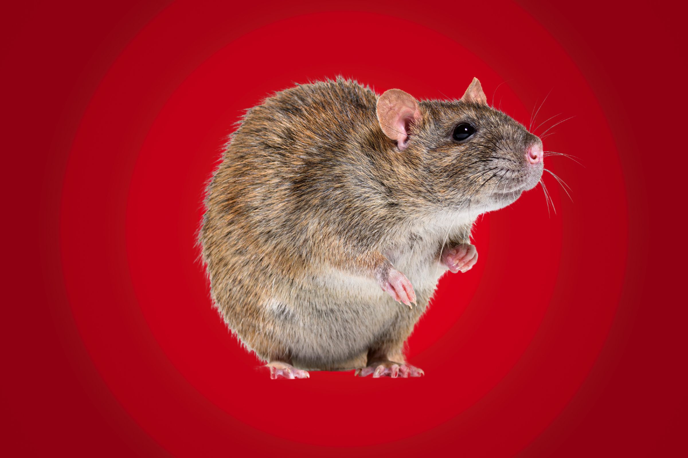 New York's Giant Rat Problem Newsweek