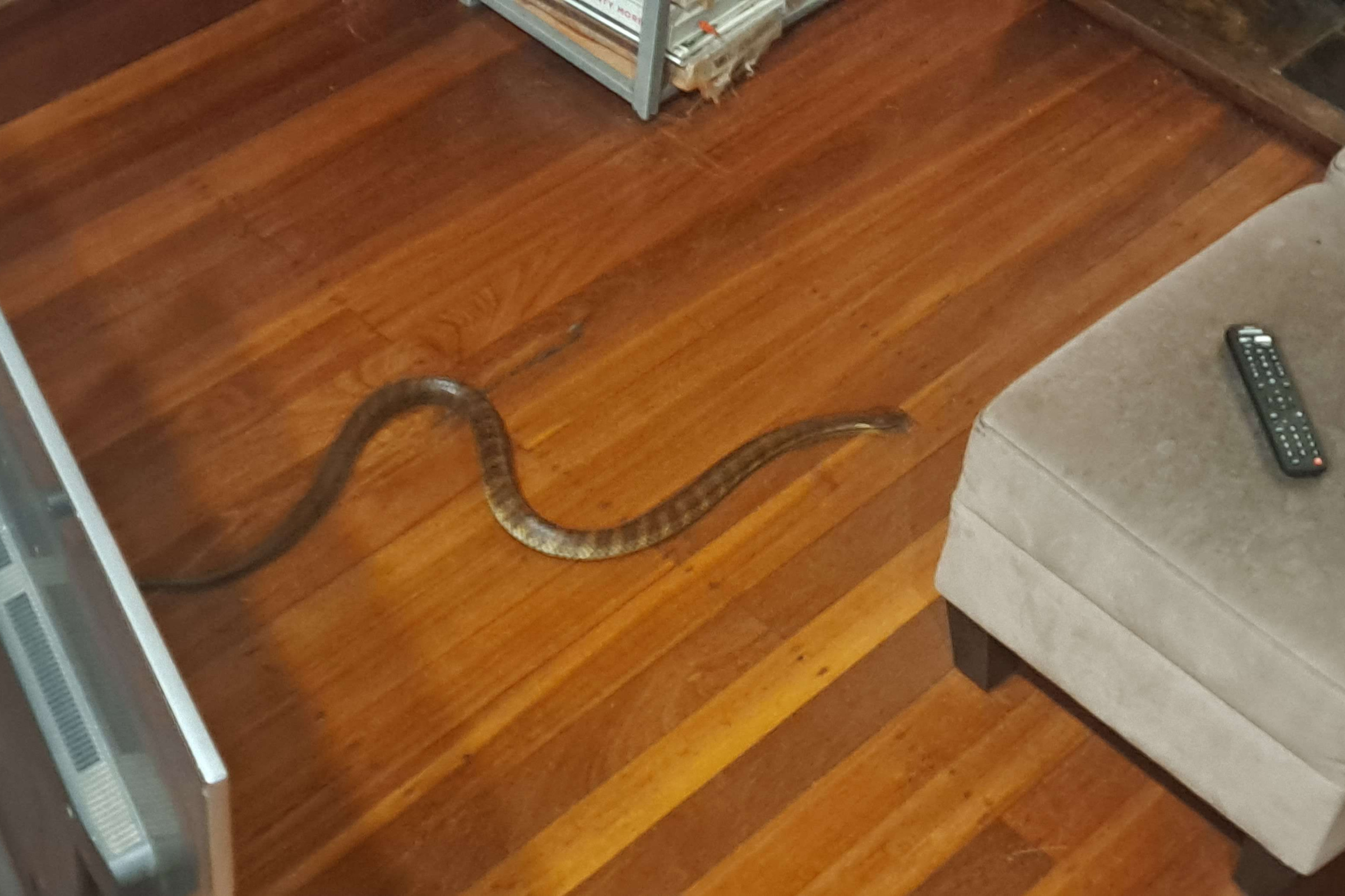 A Poisonous Snake in the Bathroom Wrapped Around the Shower Stock Photo -  Image of bite, fear: 231466112