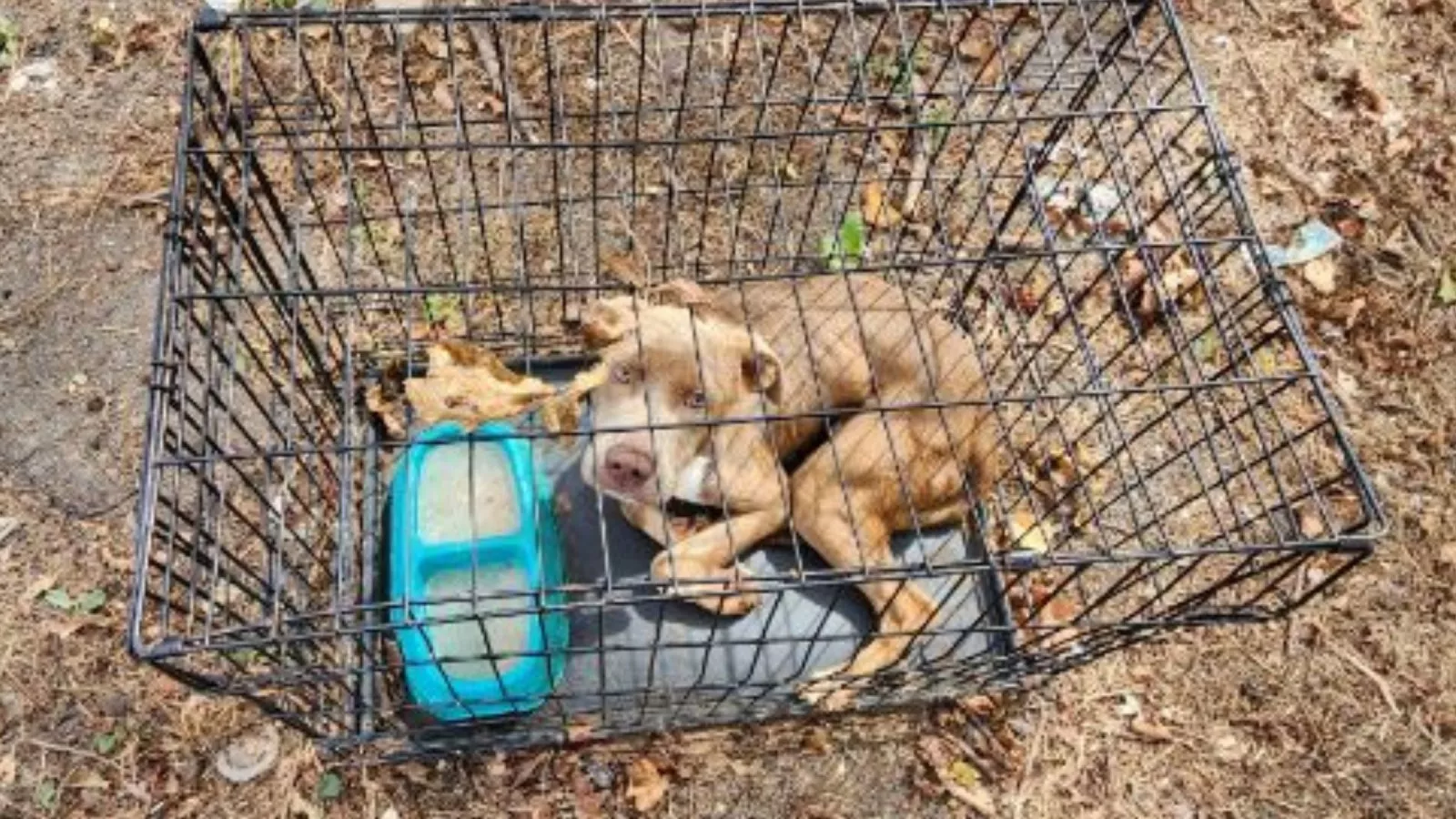 Dog Found Abandoned in Cage Too Small To Stand After Owner Moves Out Newsweek