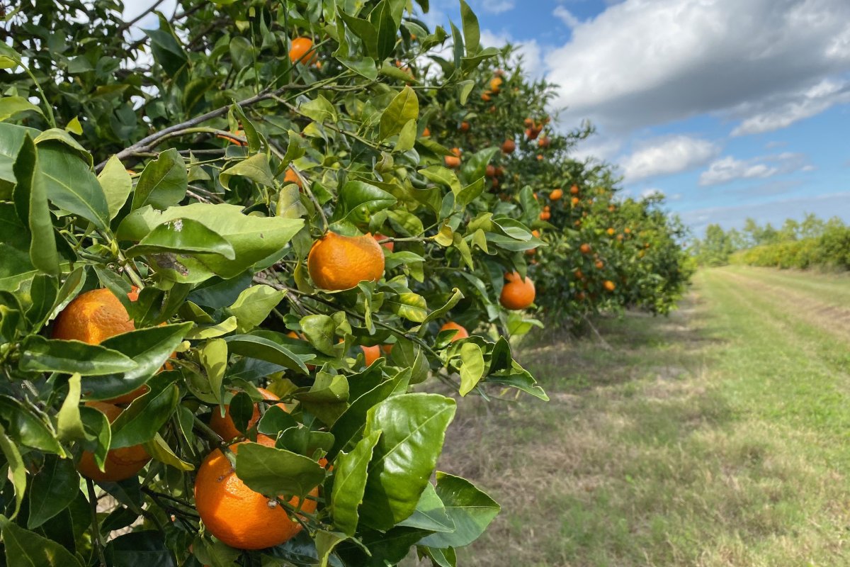 Why You'll Likely See More Florida Oranges Next Season - Newsweek