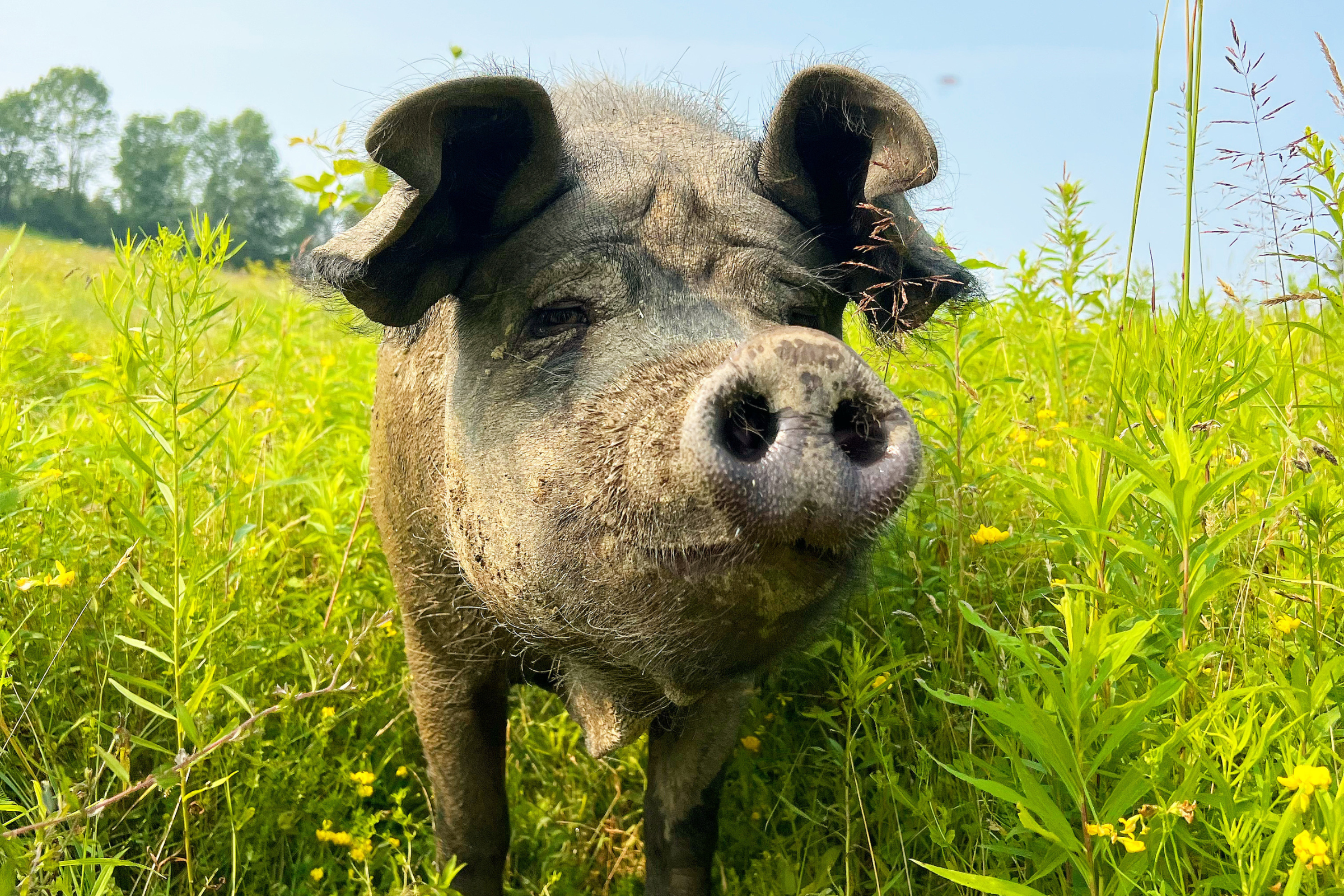 Woman Explains How One Tiny Piglet Inspired Her to Open a Sanctuary Woman Explains How One Tiny Piglet Inspired Her to Open a Sanctuary
