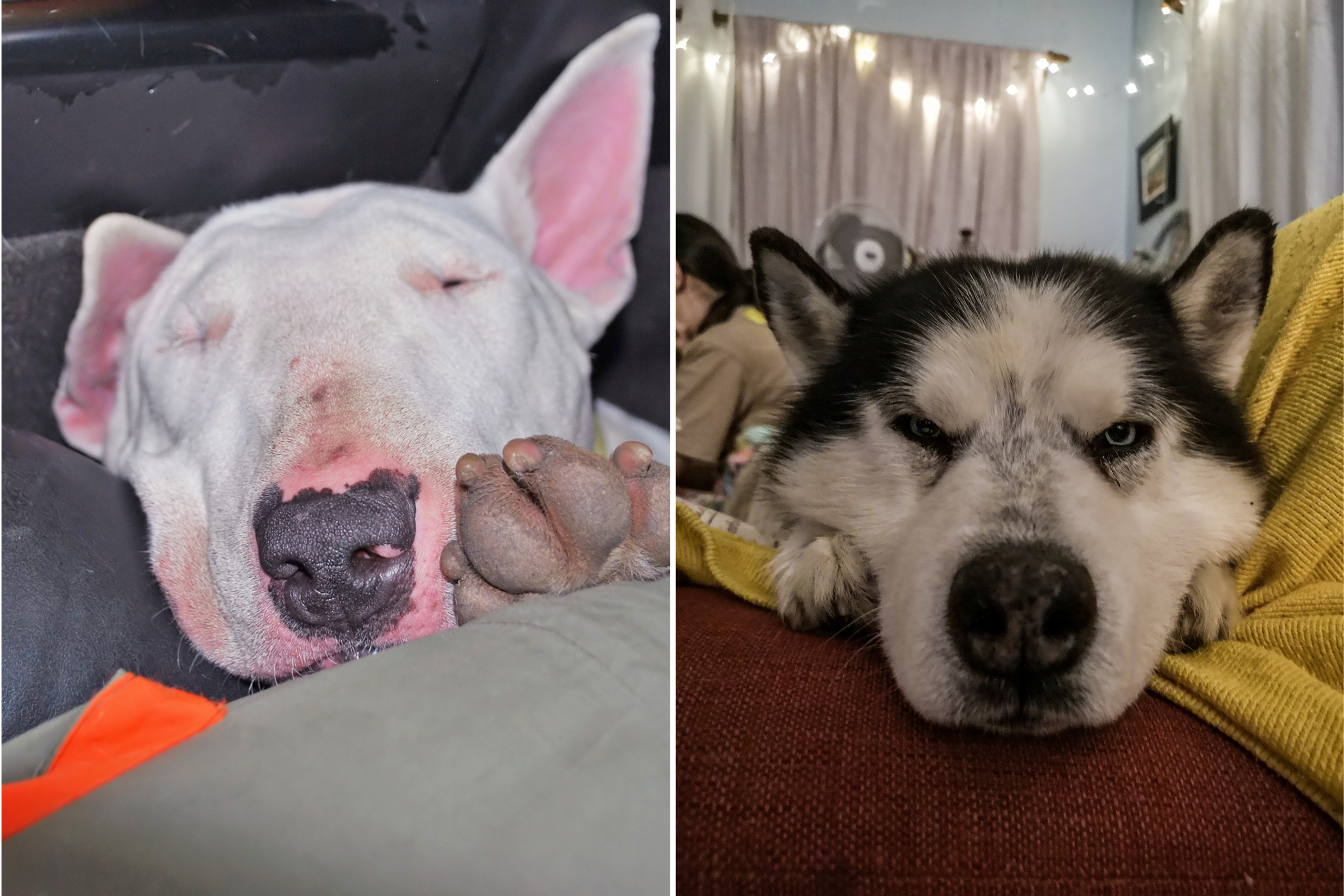 Husky Desperately Trying to Wake up Deaf Rescue Dog Melts Hearts