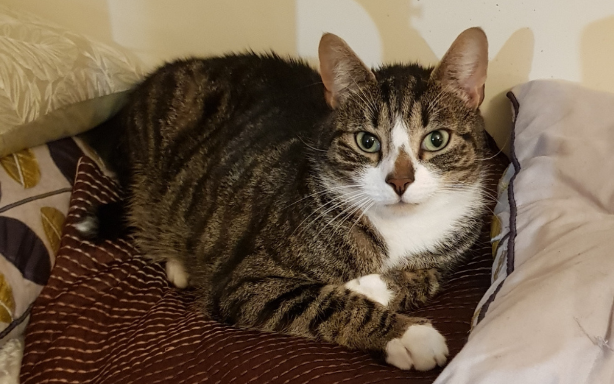 Pickles the cat at home.