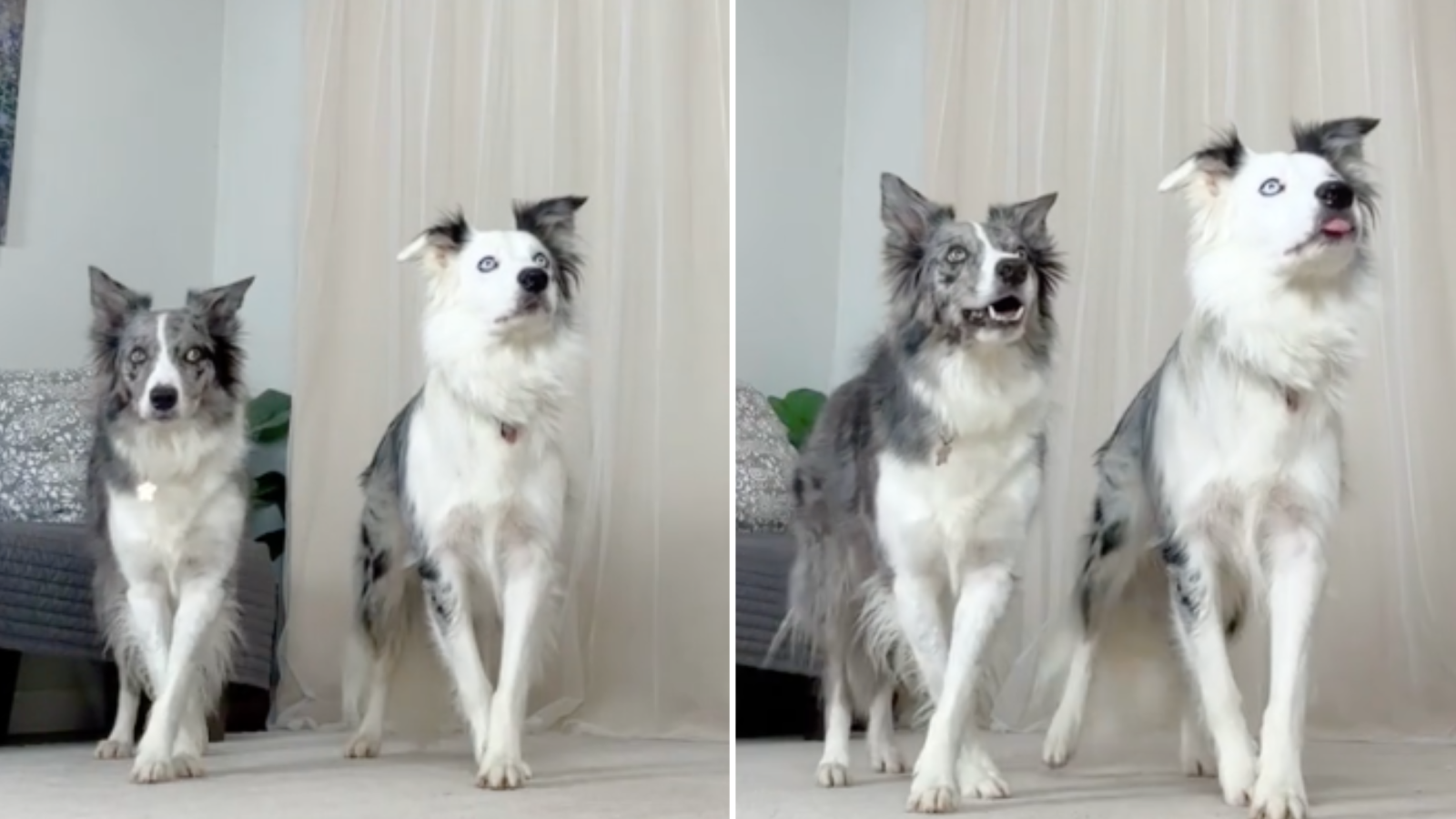 Watch Border Collies' Perfectly Timed Dance to Michael Jackson's 'Thriller