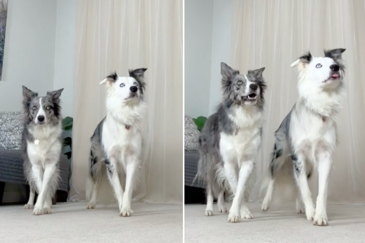 Watch Border Collies' Perfectly Timed Dance to Michael Jackson's 'Thriller