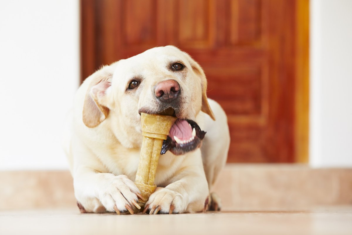 Treat the dog