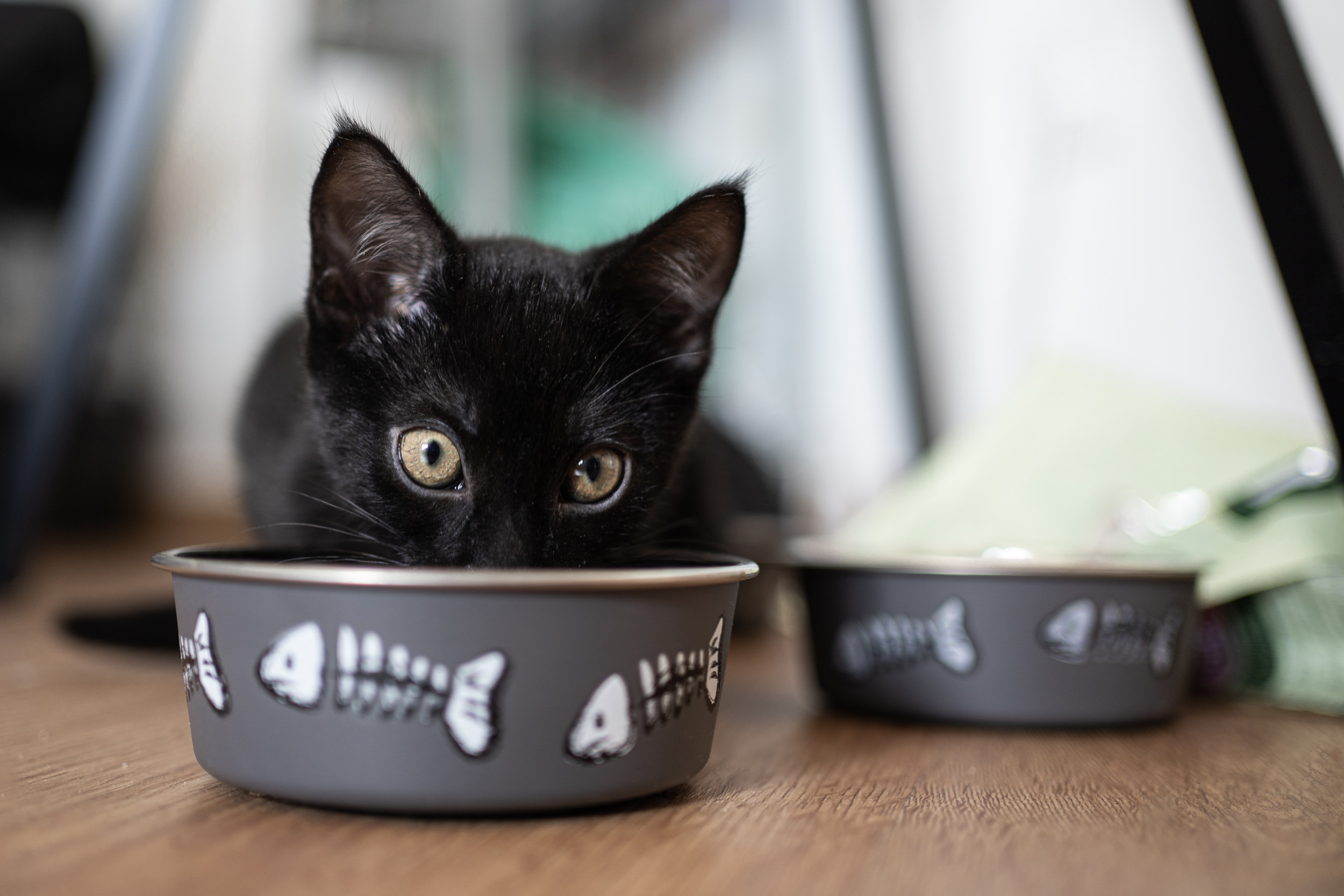 Kitten Trying Wet Food for First Time Delights Internet: 'Nom Nom