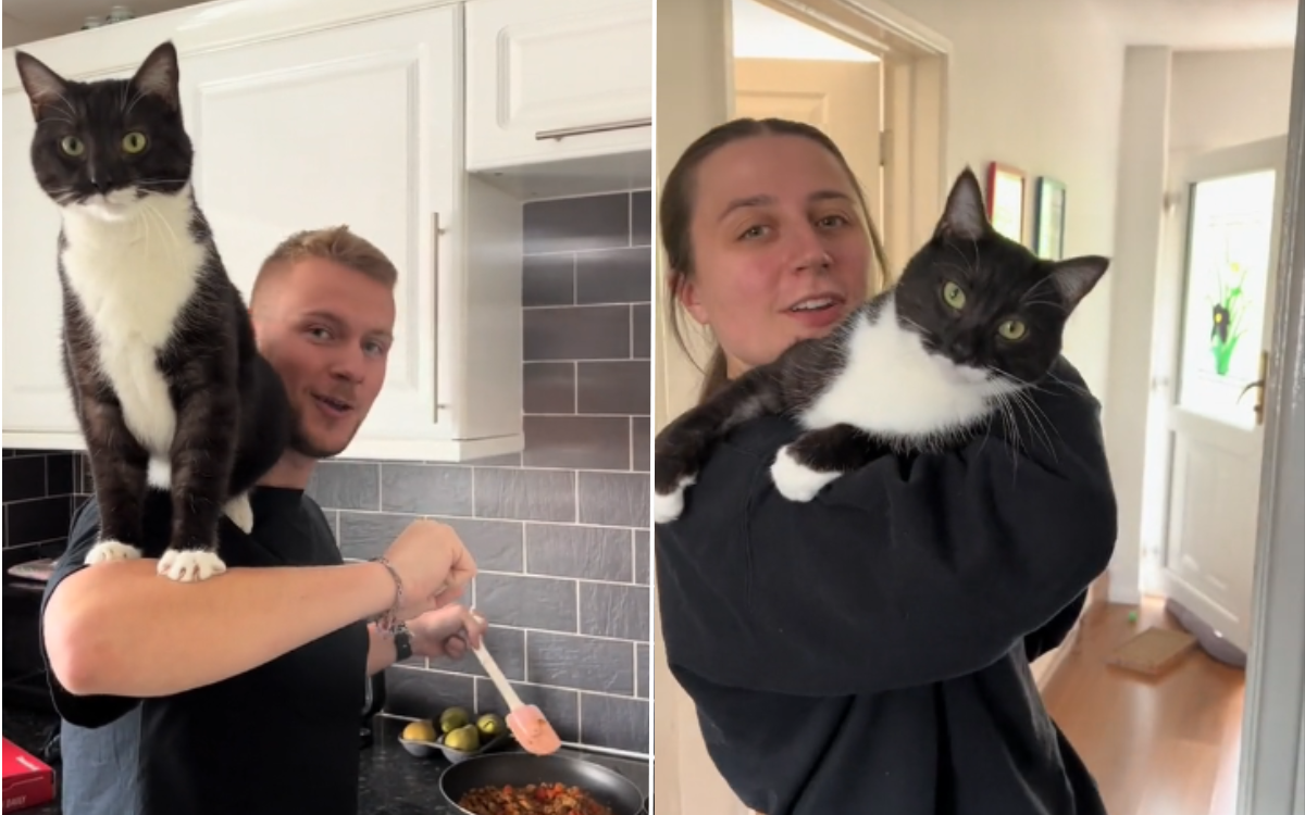 Robi the cat is super clingy.