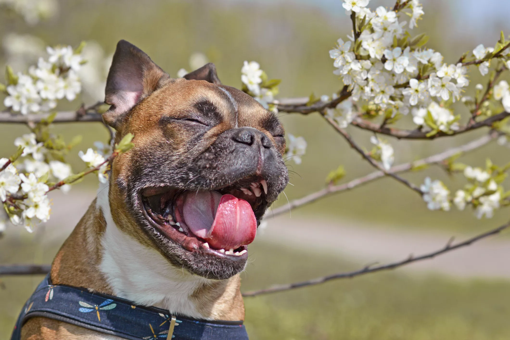 Why Is My Dog Sneezing a Lot? What's Normal and When to Worry - Vimarsana News
