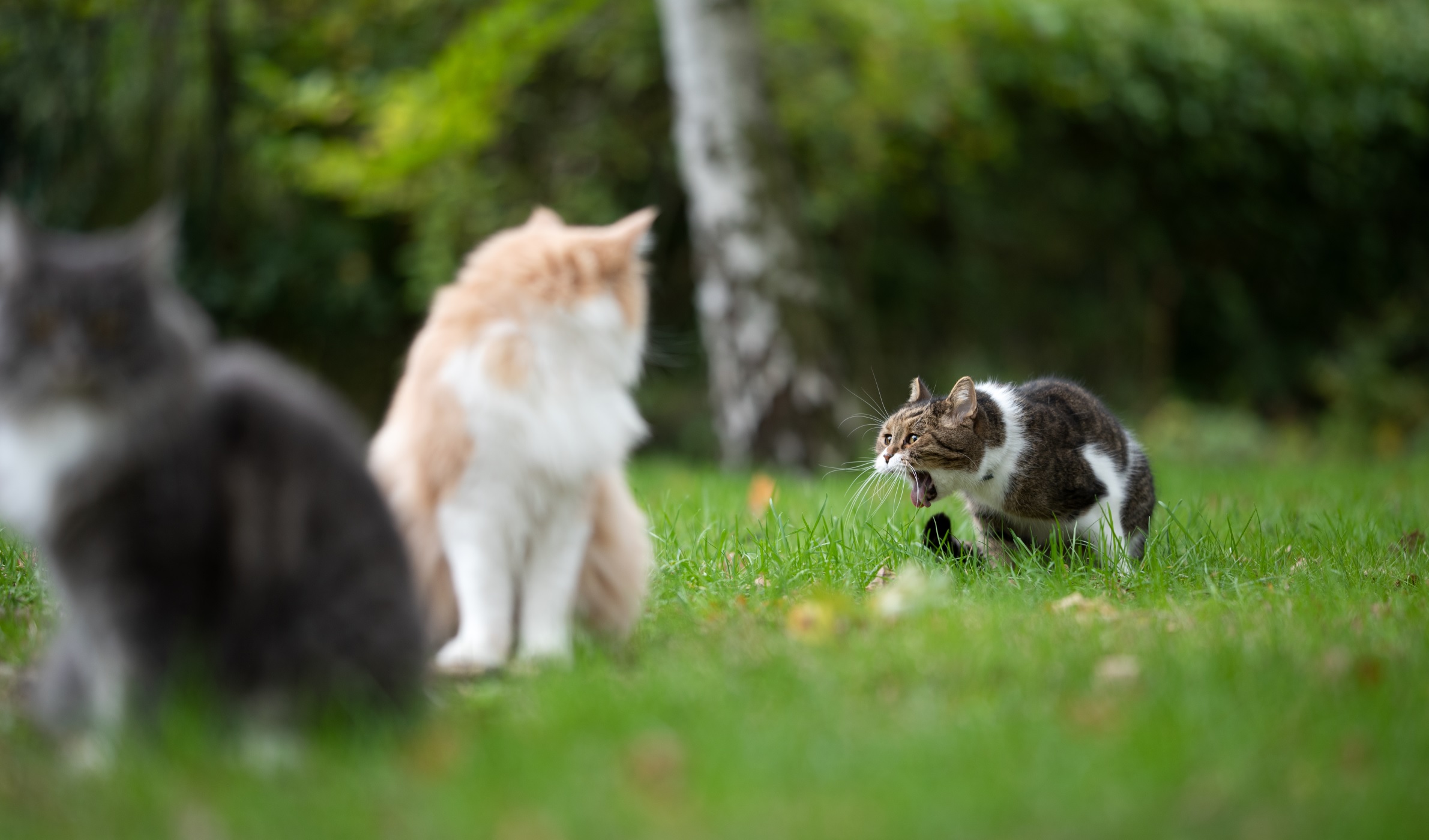 My cat vomits immediately after clearance eating