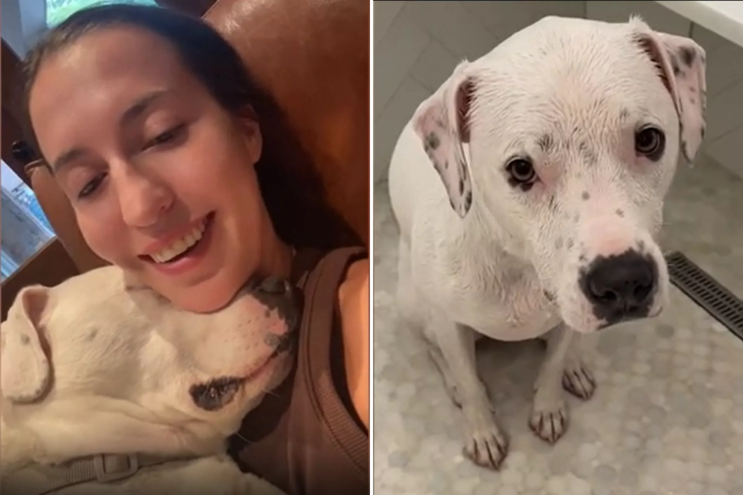 Rescue Dog Has Genius Method to Get Out of Bath Time: 'Such a Drama Queen' - Vimarsana News