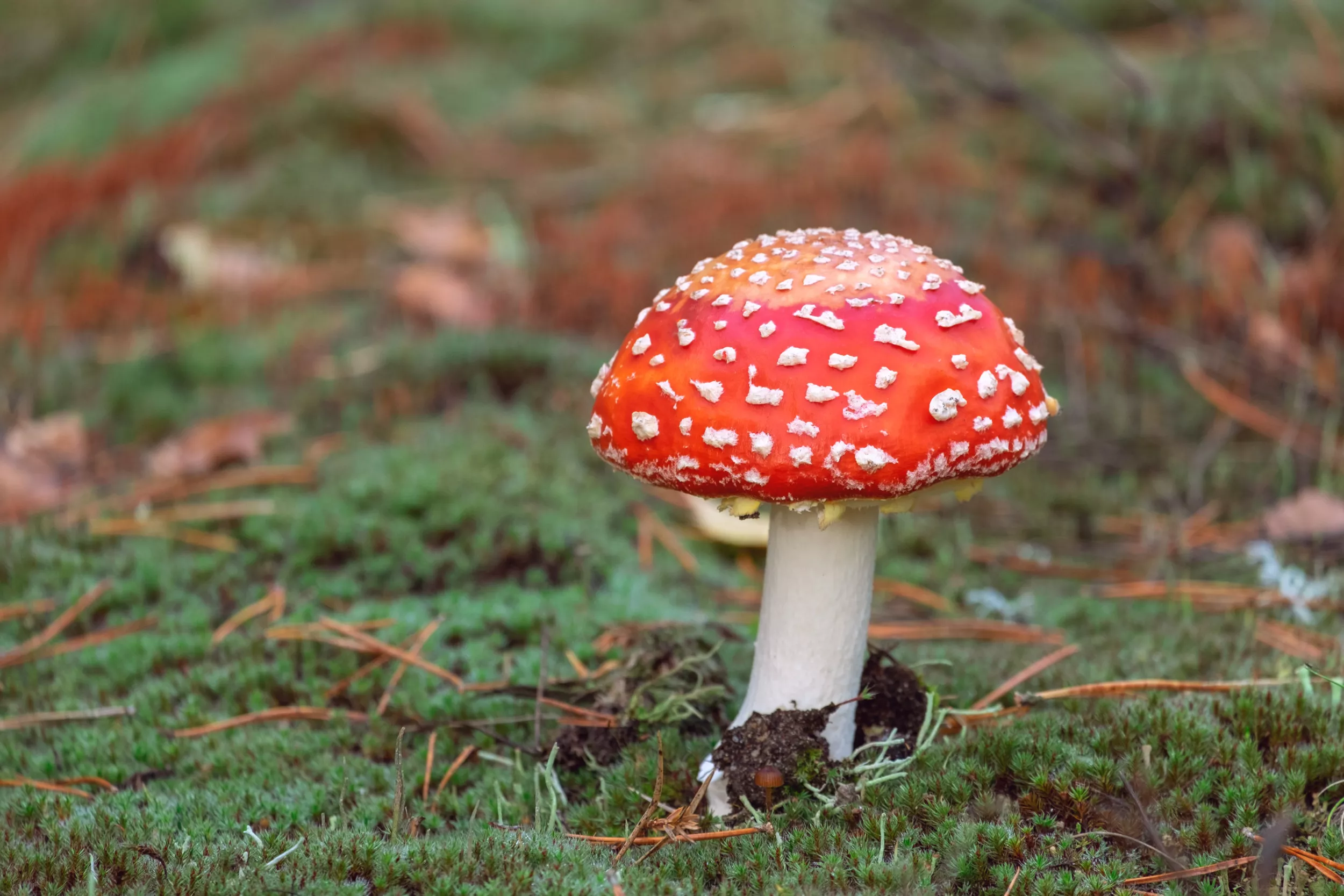 Health Warning Issued Over 'Super Mario' Mushrooms - Vimarsana News