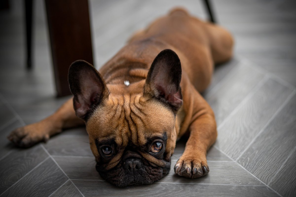 frenchie losing mom at home goes viral