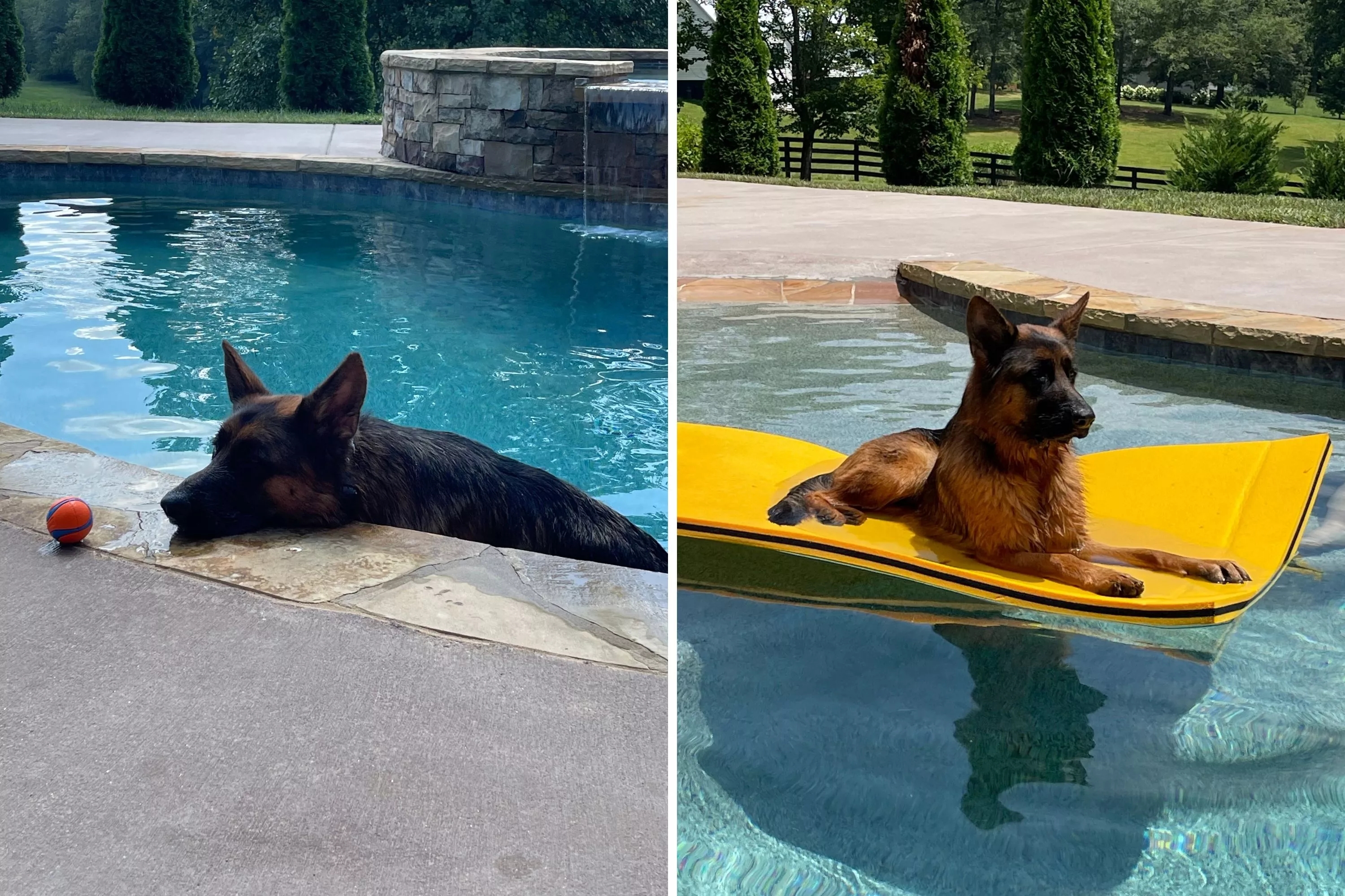 Curious 8-Week-Old Puppy 'Does the Unexpected' the First Time Seeing a Pool - Vimarsana News